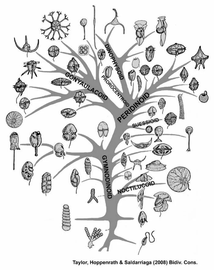Древо эволюции растений. Эволюционное Древо Дарвина. Эволюционное дерево. Дерево жизни Эволюция.