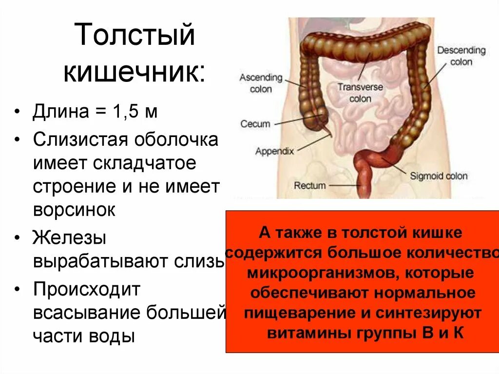 Ободочная толстая кишка анатомия. Оболочки толстой кишки анатомия. Железы Толстого кишечника. Анатомия Толстого кишечника человека. Какие железы вырабатывают слизь
