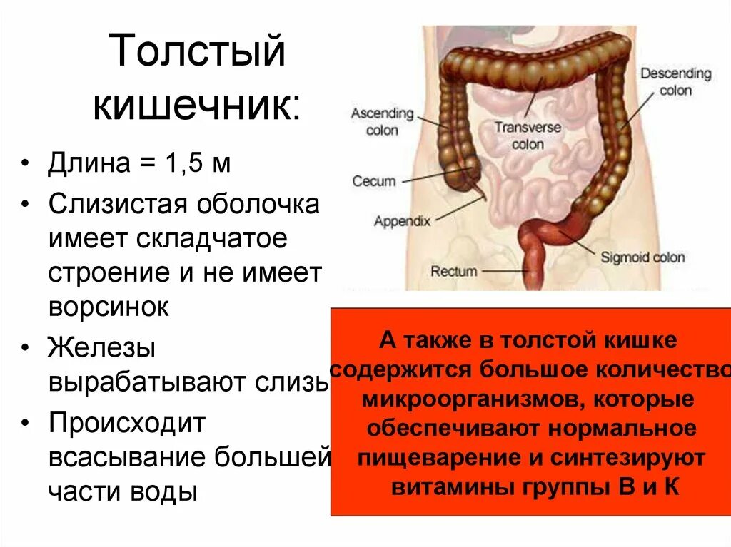 Общая длина толстой кишки