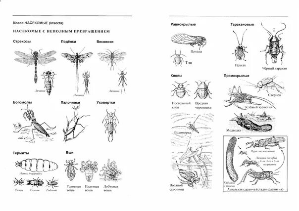 Полное превращение насекомых таблица. Отряды насекомых с полным и неполным превращением. С полным и неполным превращением таблица. Полный и неполный метаморфоз насекомых. Представители отряда насекомых с неполным превращением.