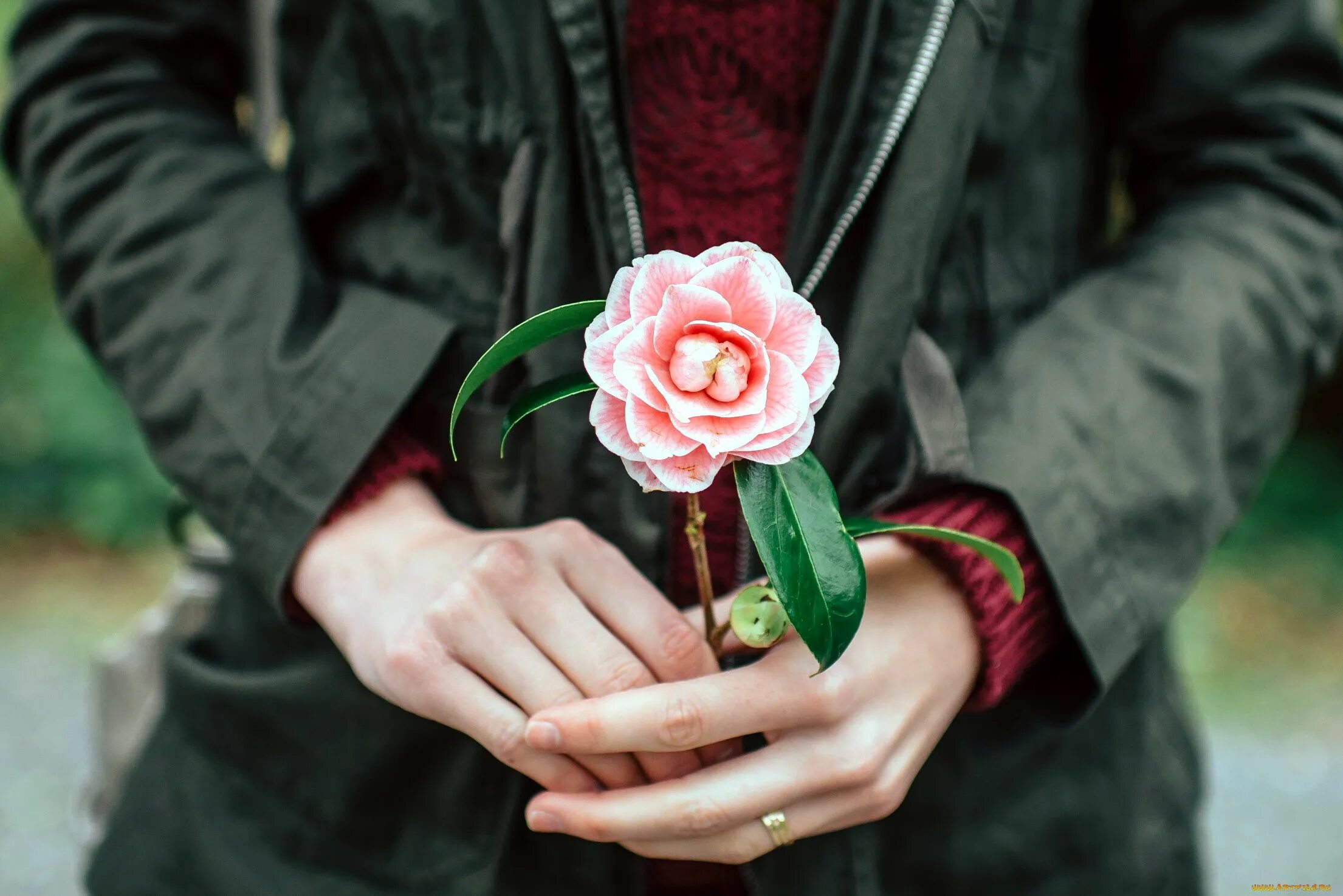 девушка держит розу