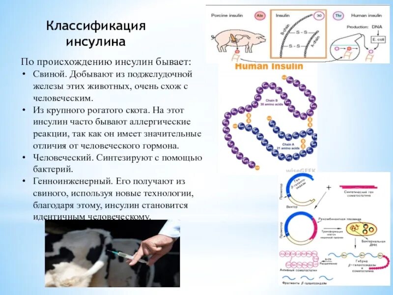 Создание искусственно синтезированного инсулина. Генная инженерия инсулин. схема получения генно-инженерного инсулина. бактерии производящие инсулин. принципы получения инсулина.