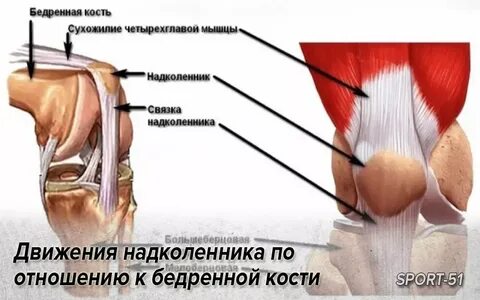 Движение в коленном суставе мышцы