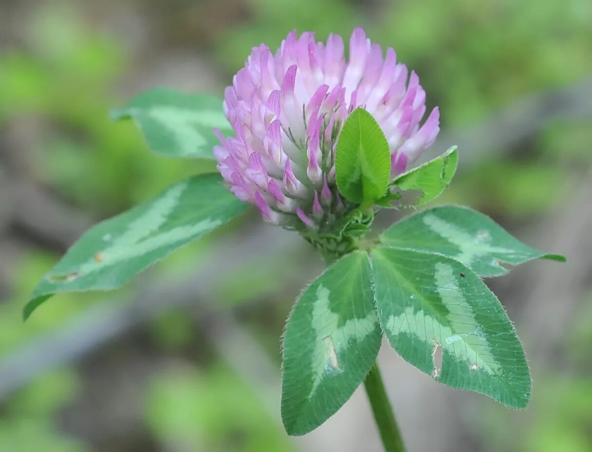 Клевер растение фото. Красный Клевер Trifolium pratense. Клевер Луговой Клевер красный. Клевер красный (Trifolium Rubens). Растения Луга Клевер Луговой.