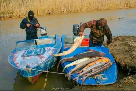 Незаконная добыча водных