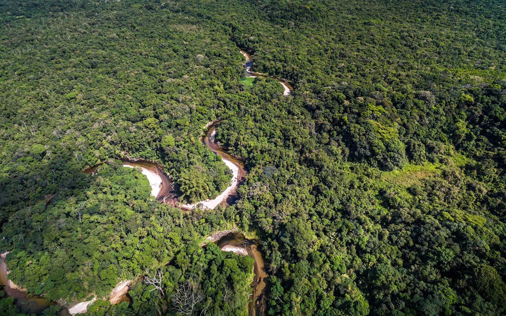 Amazon Rainforest/Gallery Rio Wiki Fandom