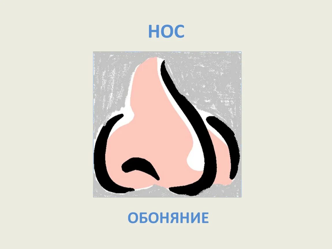 Нос перевести на английский. Нос орган обоняния для детей. Обоняние рисунок. Изображение носа для детей. Нос карточка для детей.