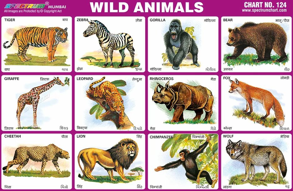Wild animals на английском. Карточки с дикими животными. Дикие животные по английскому. Животные на s.