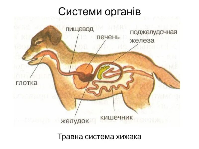 У каких животных печень