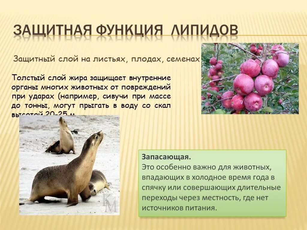 Выполняет кроветворную функцию запасает жиры. Запасающая функция липидов. роль веществ липидной природы в жизнедеятельности растений. жиры запасающая функция.