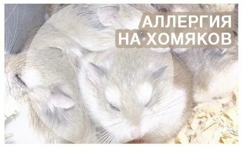 Аллергия на хомяка