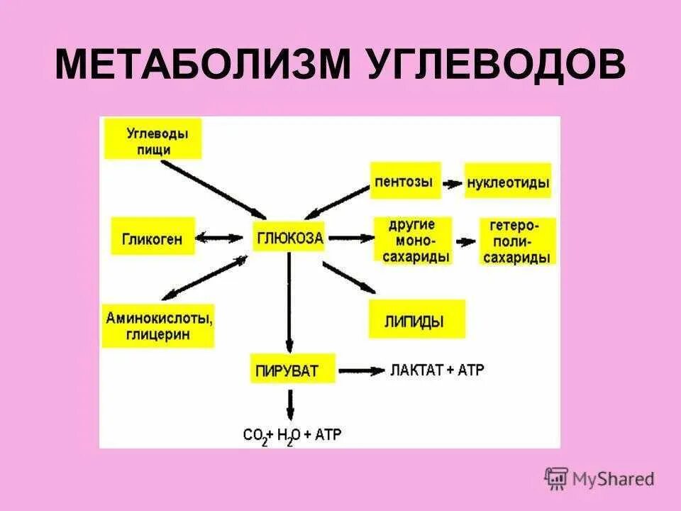 Функции обмена углеводов. Обмен углеводов схема. Метаболизм углеводов в организме схема. Общая схема метаболизма углеводов биохимия. Схема метаболизма Глюкозы в организме.