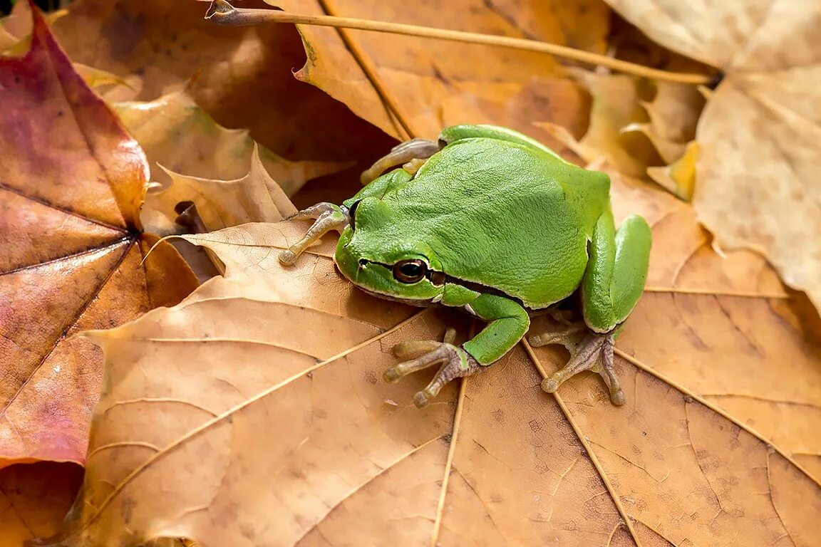 Древесная лягушка квакша обыкновенная. Яркоглазая квакша. Лягушки жабы квакши. Древесная лягушка квакша обыкновенная. Крымская обыкновенная квакша.