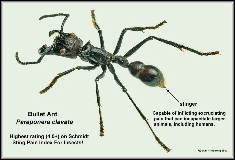 Paraponera clavata. Муравей Paraponera clavata. Paraponera clavata муравей-пуля. Paraponera clavata жало. Ящерица муравьи