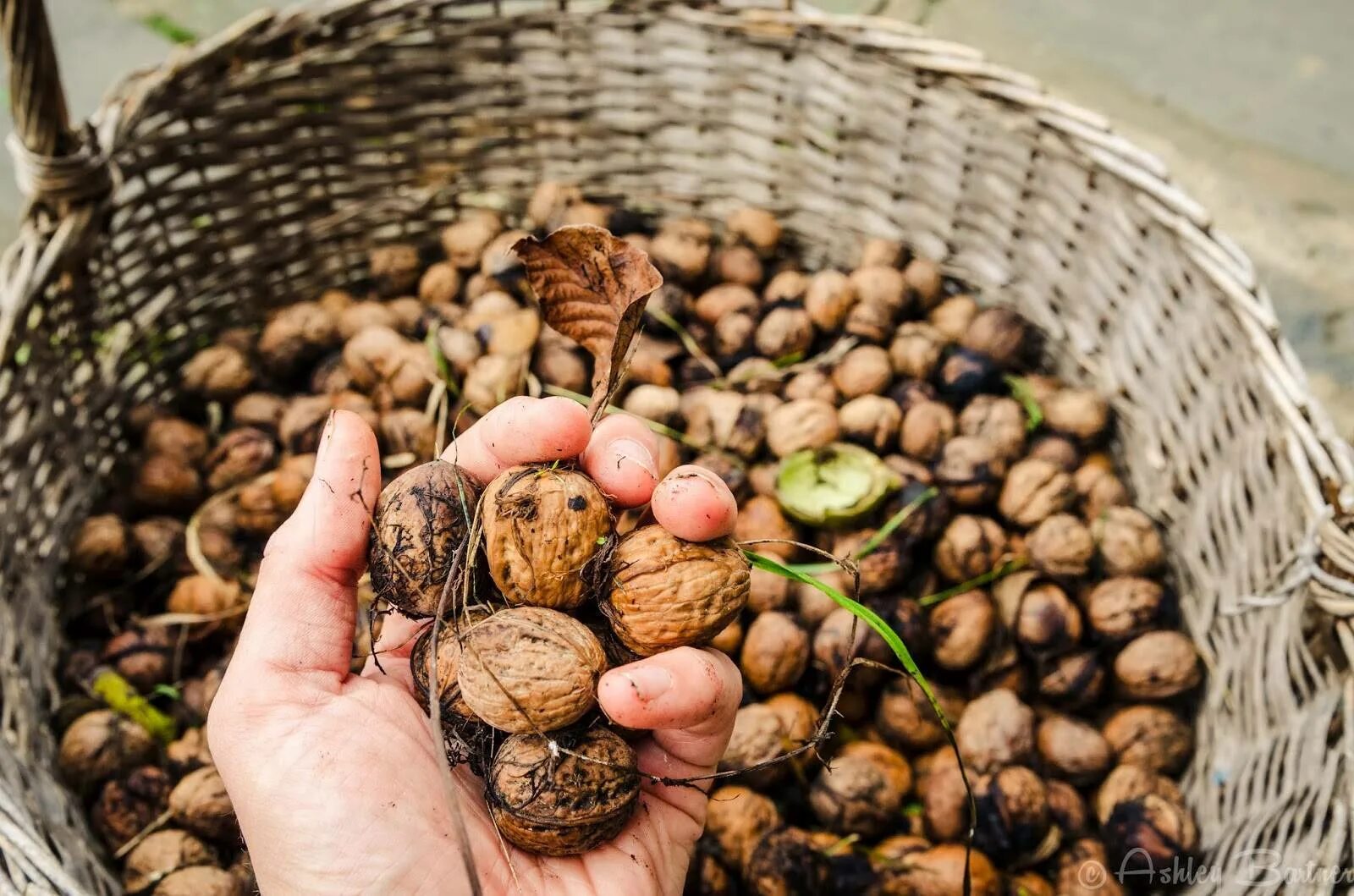 Грецкий орех сбор урожая. Лесная корзинка с орешками. Снится собирать грецкие орехи. Сбор грецких орехов. Родина фундука.