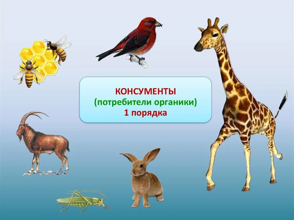 Что такое консументы в биологии 5 класс. Консументы потребители. Животные консументы. Консументы рисунок. Консументы по порядкам.