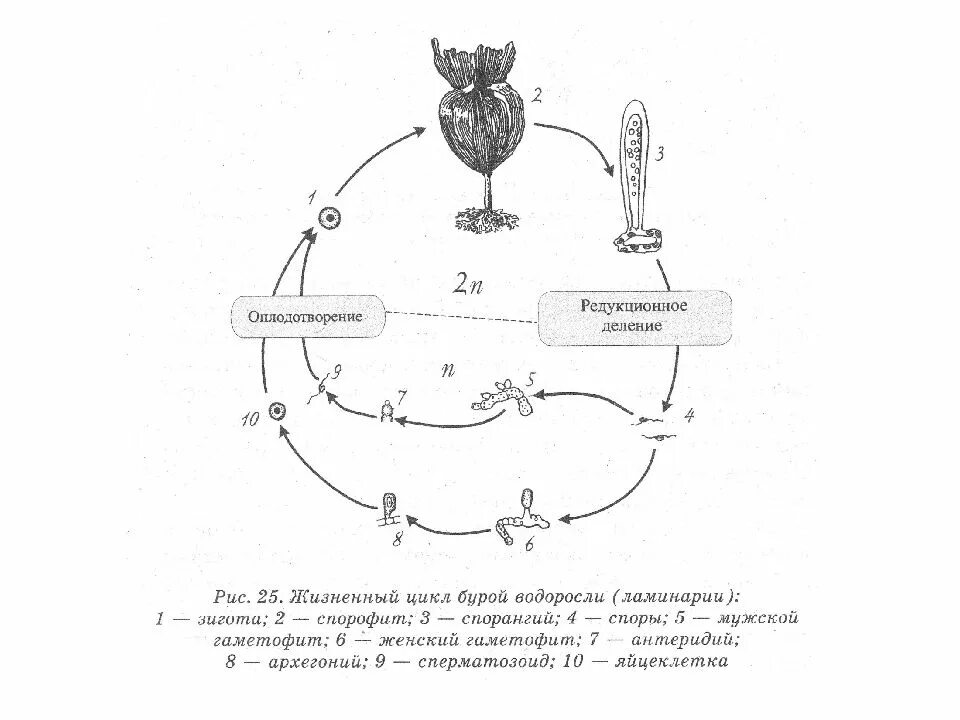 Жизненные циклы егэ биология задания