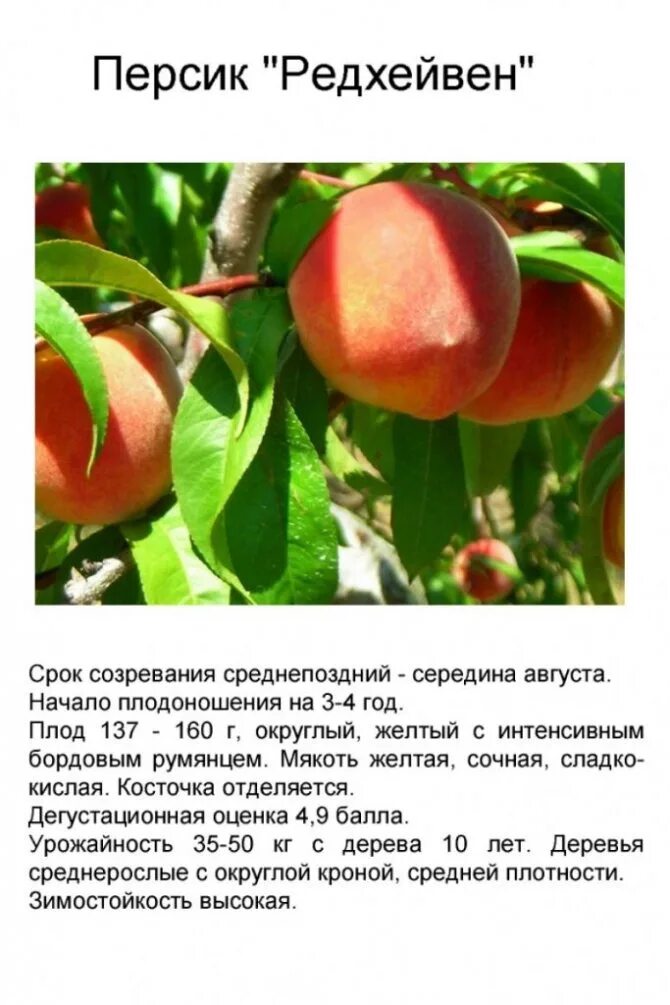 Персик редхейвен описание сорта. Сорт персика ред хевен. сорт персика редхейвен. персик редхейвен морозостойкость.