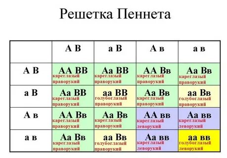 Ген карих глаз доминирует над геном голубых