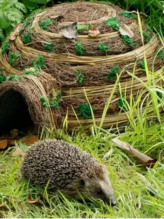 Wildlife garden