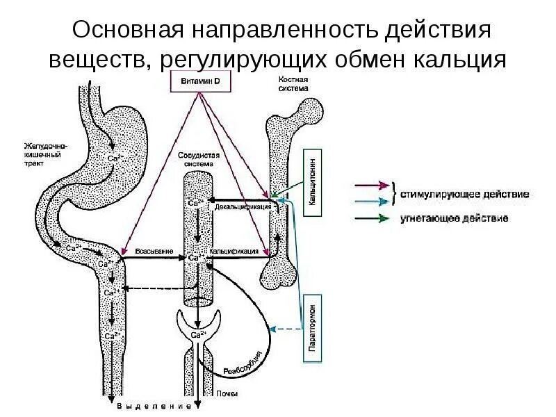 Всасывание кальция. Всасывание кальция в кишечнике. обмен веществ регулируется. направленность действия. обмен кальция в организме схема.