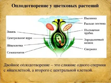Биология тема оплодотворение