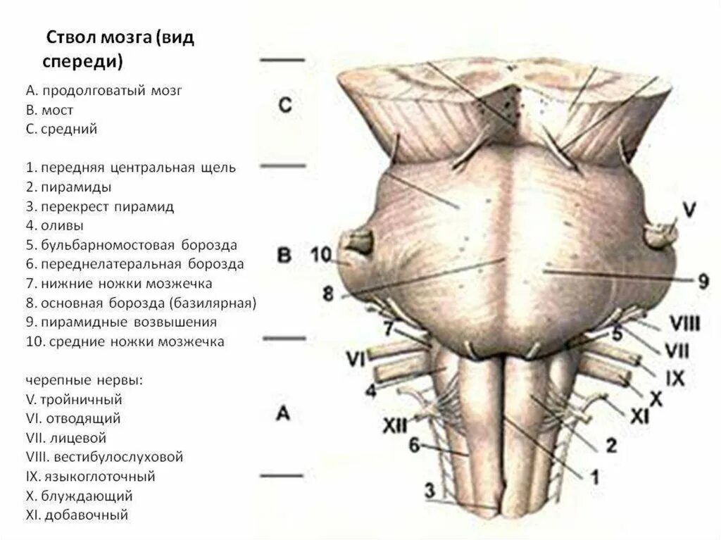 Дорсальная поверхность мозга. Ствол продолговатого мозга вид спереди. Продолговатый мозг анатомия строение. Задняя срединная борозда продолговатого мозга.
