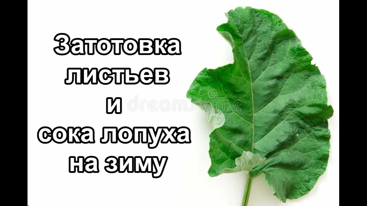 Листья лопуха купить