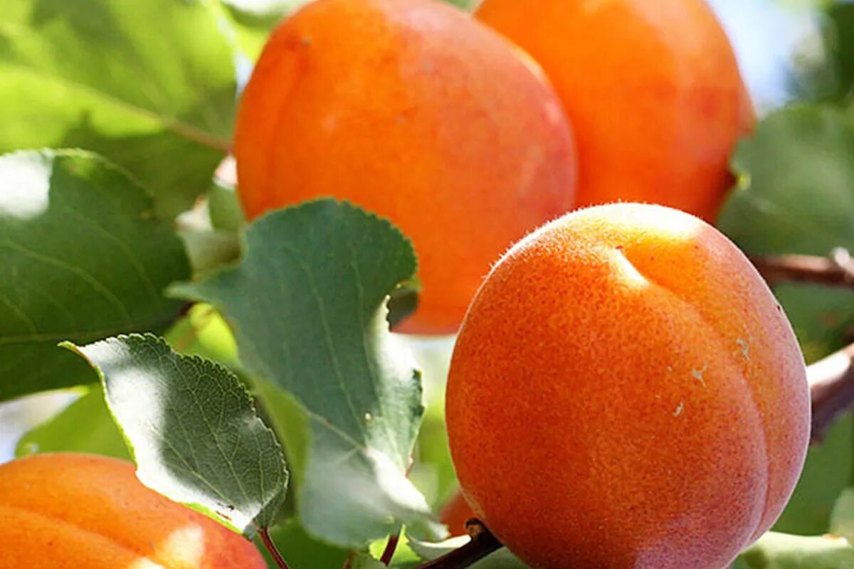 Абрикос сорт шалах. Абрикос лель дерево. Априум. Абрикос сорт саратовский рубин. Абрикос колоновидный санни.