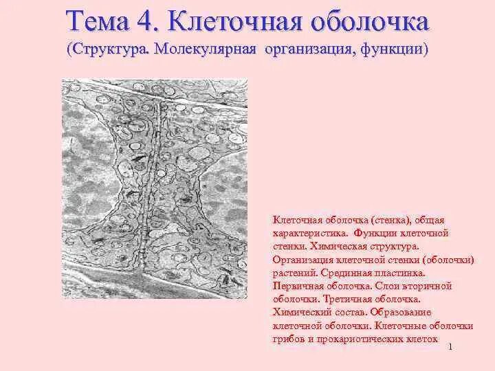 Стенка растительной клетки состоит из. Функции клеточной оболочки. Клеточная оболочка строение и функции. Молекулярная организация клеточной оболочки. Состав клеточной оболочки.