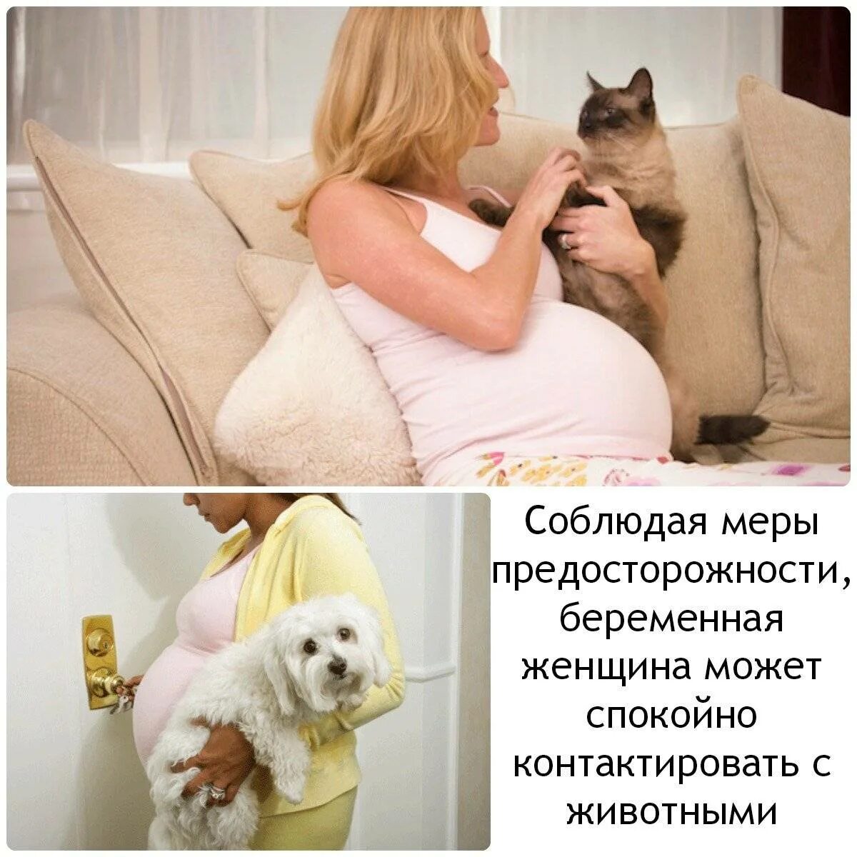 Что можно беременным кошкам