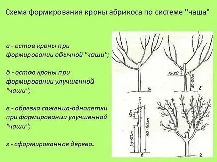 Схема абрикоса