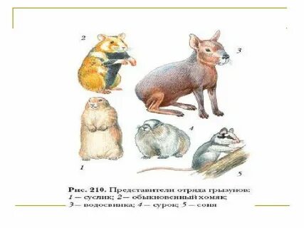 Грызуны в классе млекопитающих 5