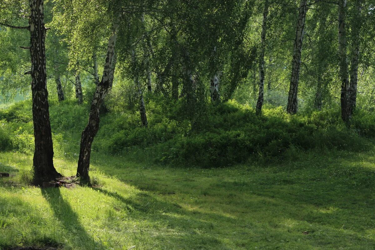 клумба с папоротником и хостой. сныть бордюрная. русская природа. прокопьевск березовая роща. под березой в тени.