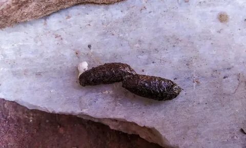 Chameleon Poop. 