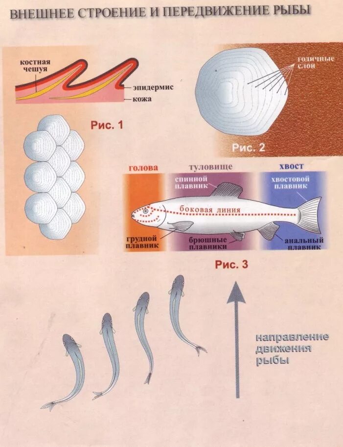 Лабораторная работа изучение внешнего строения рыбы. Рыба для лабораторной работы по биологии. Лабораторная работа строение рыб. Лабораторная работа изучение внешнего строения и передвижения рыб. Передвижение рыб в воде
