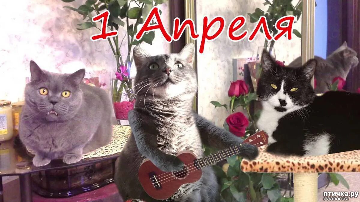 1 кошачий. Кот 150х150. Одна кошка. 1 кошачий. Аосима кошачий остров.