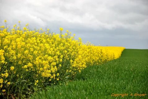 Фото цветущей горчицы