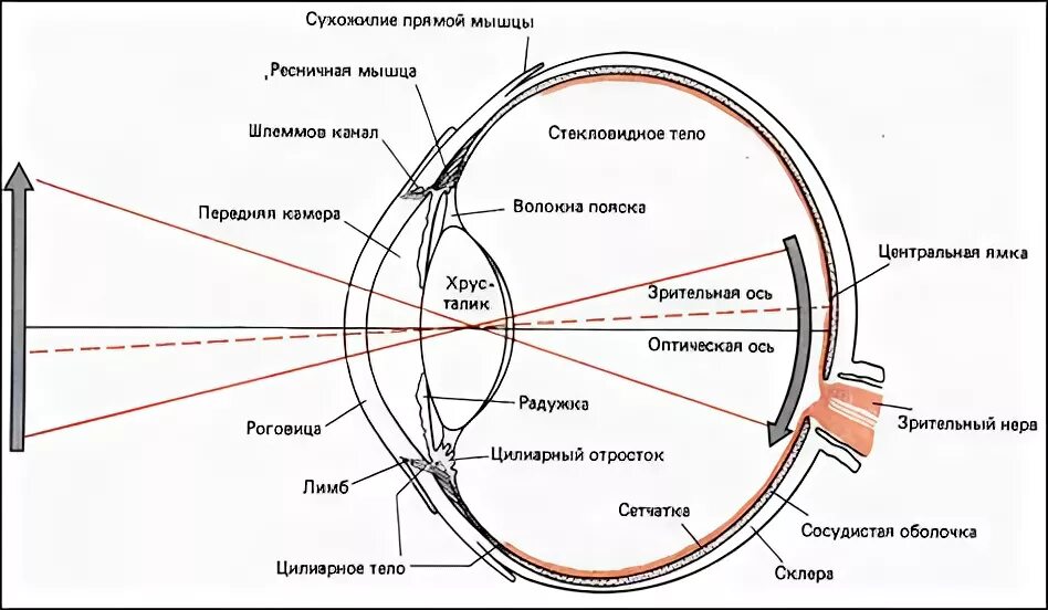 Оптическая система глаз последовательность. Строение глаза Зрительная ось. Ход лучей в оптической системе глаза. Структуры глаза преломляющие свет. Схема оптической системы глаза.