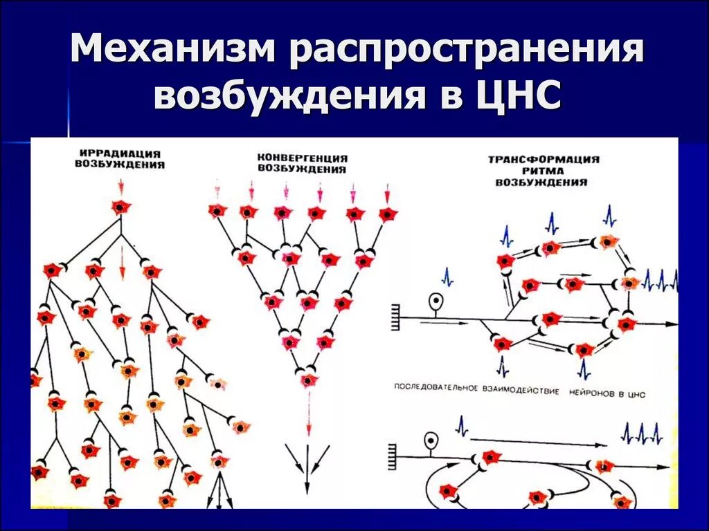 Дивергенция строение. Механизмы распространения возбуждения в ЦНС. Принципы распространения возбуждения в ЦНС. Механизмы распространения возбуждения в центральной нервной системе. Схемы распространения возбуждения в ЦНС.