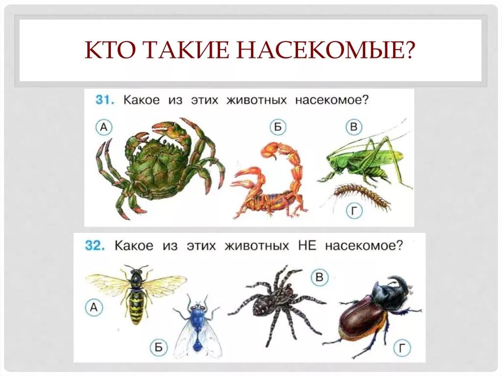 Тест разнообразие животных 3 класс плешаков. Окружающий мир насекомые. Кто такие насекомые. Насекомые 1 класс окружающий мир. Кто такие насекомые 1 класс.