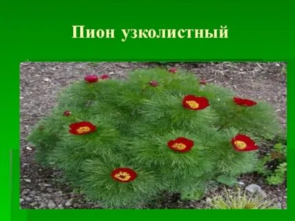 Пион узколистный систематика