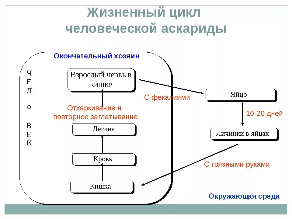 Цикл развития аскариды схема. Цикл развития аскариды человеческой схема. Цикл развития аскариды человеческой. Цикл развития человеческой аскариды схема 7 класс.