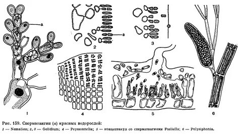 Жизненный цикл красных
