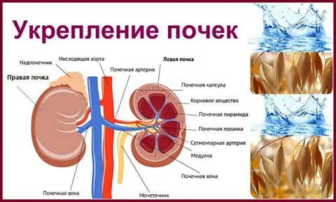 Для здоровья почек