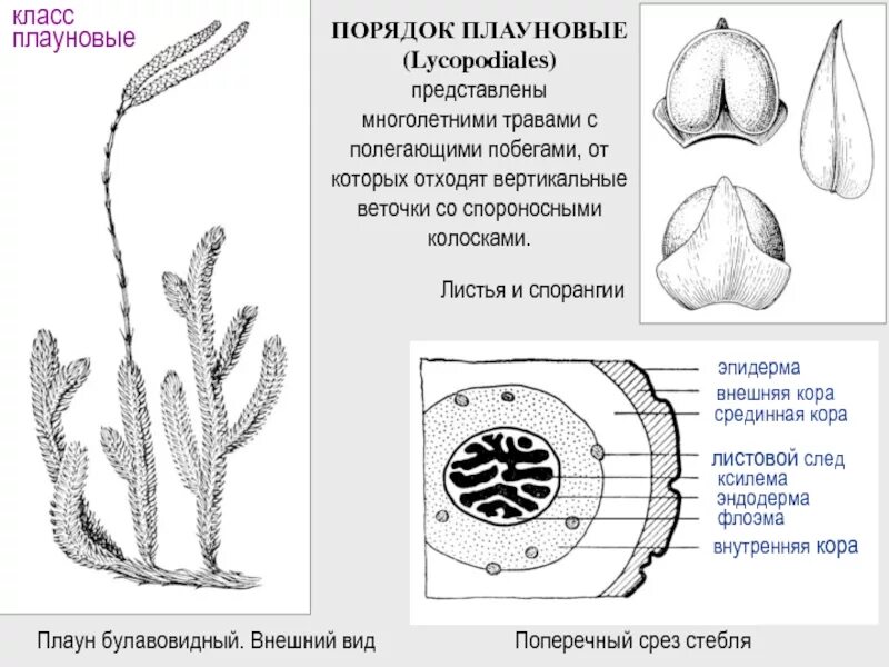 Спороносные побеги плауна. Плаун булавовидный строение. Плаун булавовидный Плауновидные. Стебель плауна булавовидного. Поперечный разрез через стебель плауна.