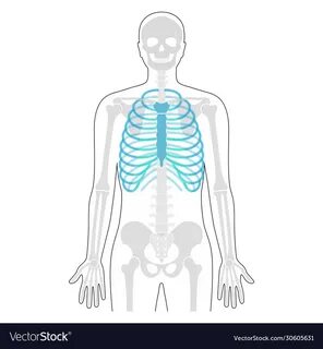 Body of rib