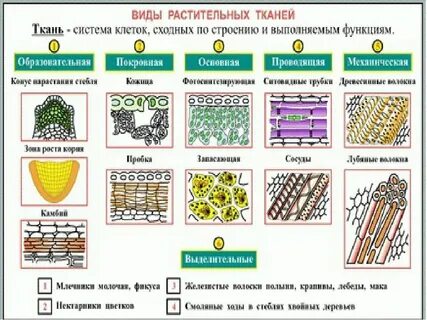Биология 6 класс таблица ткани растений строение