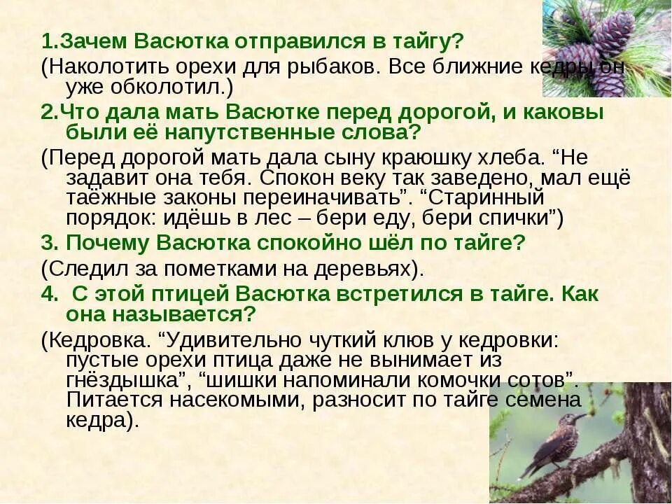 Благодаря чему васютка спасся в лесу. Черты характера Васютки из рассказа Васюткино. Речь Васютки. Черты характера Васютки из рассказа Васюткино озеро. План сочинения становление характера Васютки.