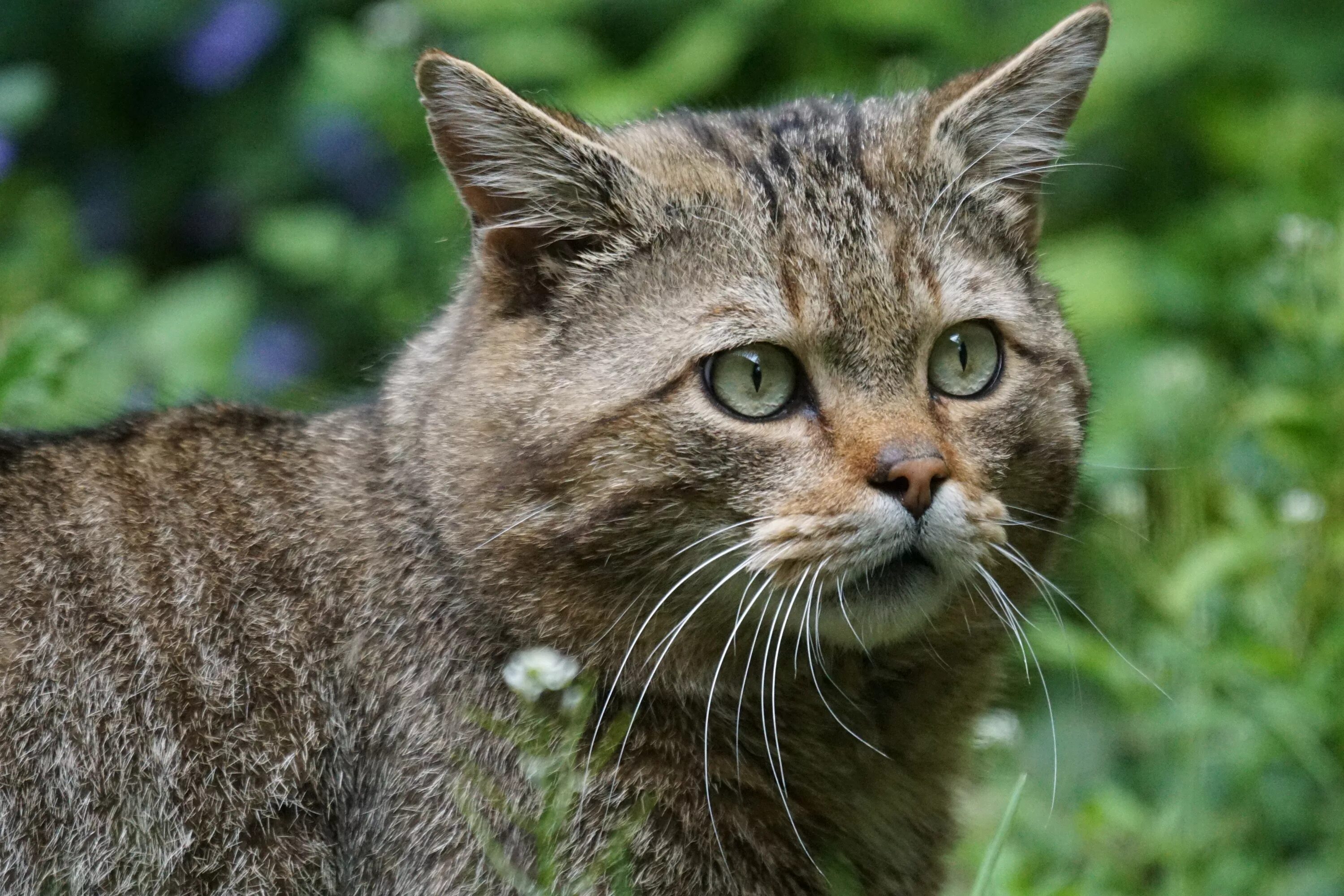 Дикая Лесная кошка. Европейская Лесная кошка. Лесная кошка (Felis Silvestris). Дикая Лесная кошка фото. Песни дикая кошка